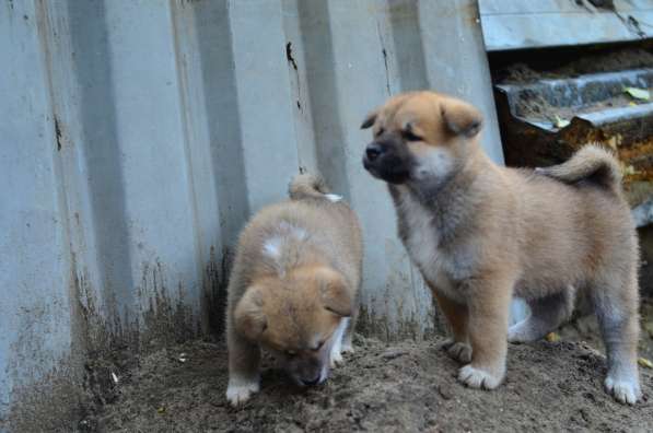 Щенки акита_ину в фото 11