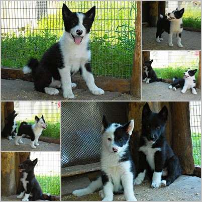 Щенки русско европейской лайки в Челябинске фото 8