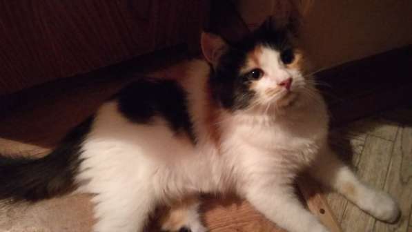 В добрые руки