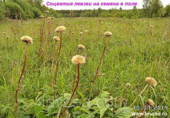 Левзея семена 2000 шт на 1 сот Интернет-магазин в Архангельске