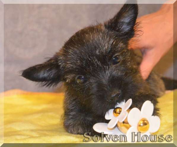 Щенки Керн терьера, девочки в Москве фото 4