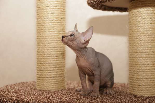 Котята канадского сфинксв в Москве фото 6