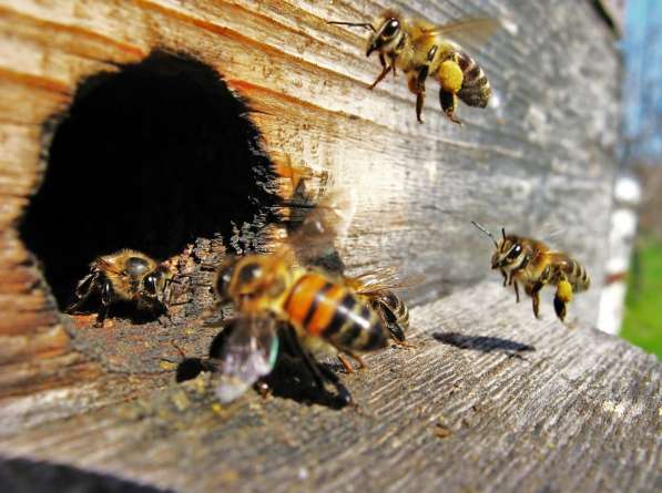 Продам пчел, ульи, пчелосемьи, пасеку в Новосибирске фото 4