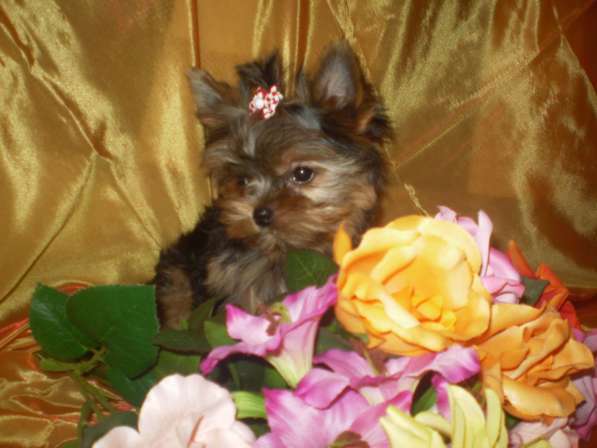 Йорочка подрощенная Мини девочка бэби фейс в Москве фото 12