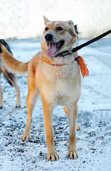Солнечная красавица Перси, ласковая и умная собака в дар в Москве фото 5