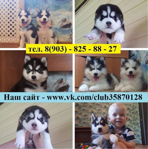 Малыши хаски черно-белые. голубоглазые в Рязани