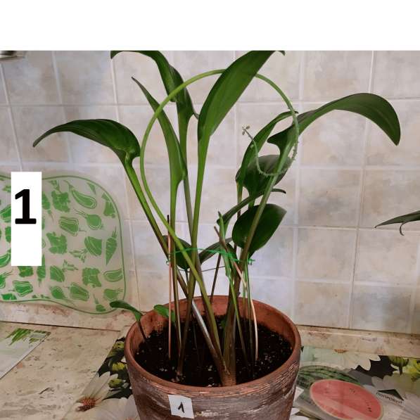 Комнатное растение дримиопсис в Химках фото 6