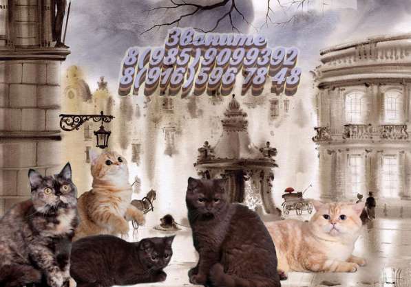 Котята разного возраста и окраса