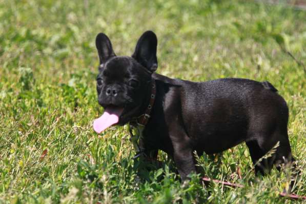 Французский бульдог подрощенная девочка в Москве фото 26