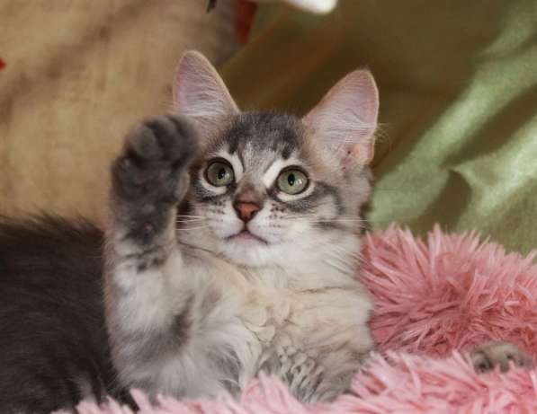 Серые мурлыки, котята в добрые руки в Калуге фото 22