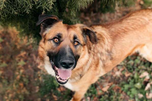 Солнечный Марти ищет дом в Москве фото 13