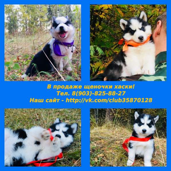 Хаски разных окрасов