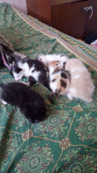 Котята ищут семью в Хабаровске фото 8