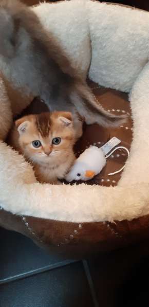 Милые шотландские/британский котята в фото 12