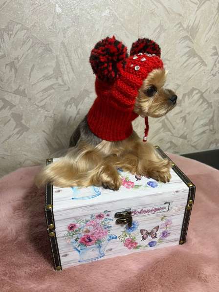 Вязанные шапочки для собак в Москве фото 8