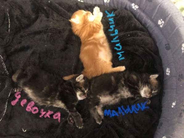 Котята мейн-кун в Новосибирске фото 31