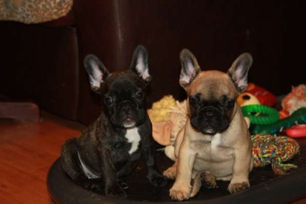 Французский бульдог в Москве фото 13