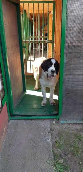 Щенки сенбернара в фото 23