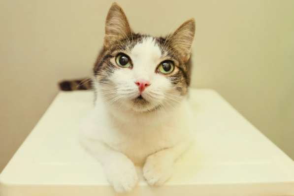 Скоро ли Барсик встретит своего хозяина в Москве фото 3