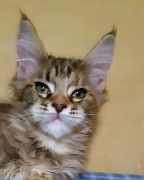 Рыжики из питомника в Екатеринбурге фото 65