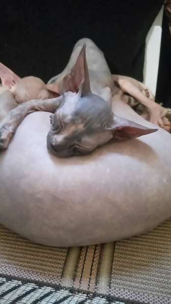 Кошка донского сфинкса в Азове фото 7
