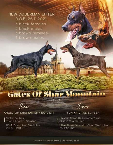 Доберман щенки в фото 3