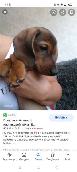 Ищу щенка таксы в 