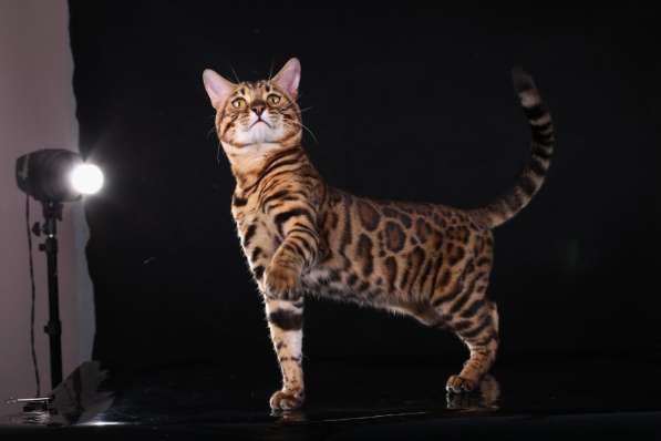 Бенгальский кот-Гранд Интер Чемпион. Вязка в Туле фото 6