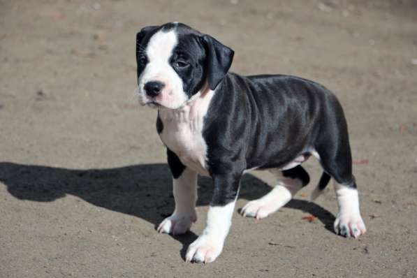 Высокопородные щенки амстаффа в Санкт-Петербурге фото 6