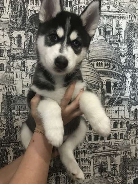 Сибирская хаски в Белгороде фото 7