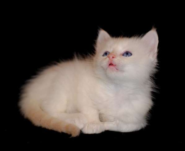 Невский маскарадный котик в Москве фото 7