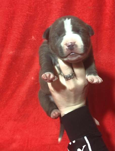 Голубые парни Амсттаффа от чемпиона резерв ркф в Москве фото 20