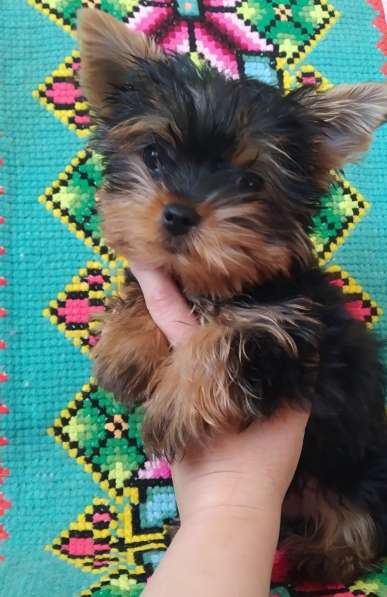 Йоркширский терьер. Мини