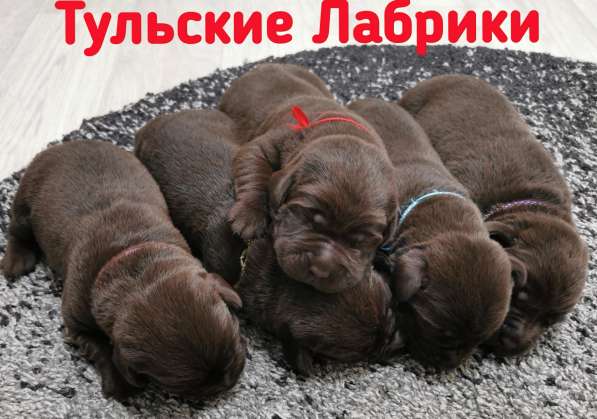 Шоколадные чистокровные щенки лабрадора в Москве
