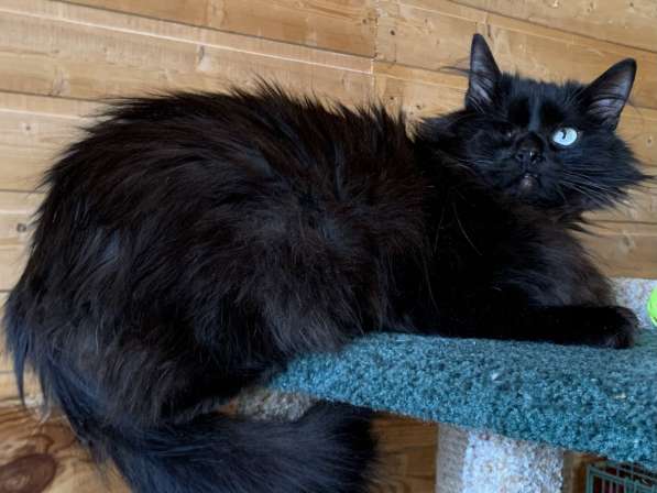 Котик Джек ищет дом! в Москве фото 5