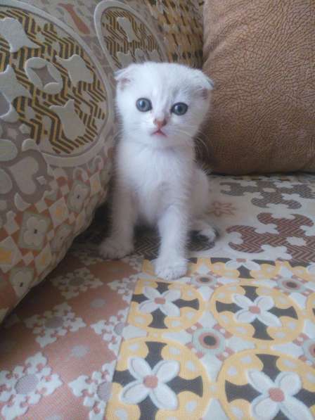 Шотландский кот в фото 23