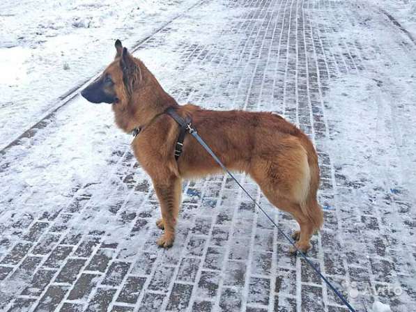 Красавец Рей, молодой домашний пес, метис овчарки в Москве
