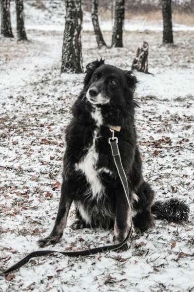 Весёлая, ласковая Чукча ищет семью в Москве фото 74