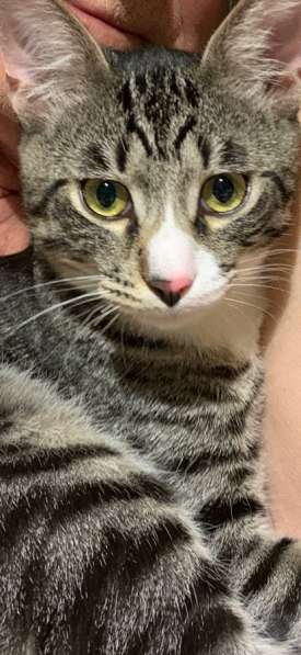 Котёнку мальчику нужен дом и семья в Домодедове фото 16