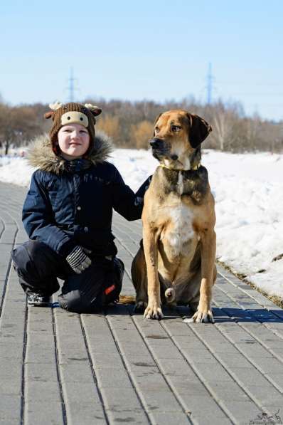 Собака Тиша ищет дом в Москве