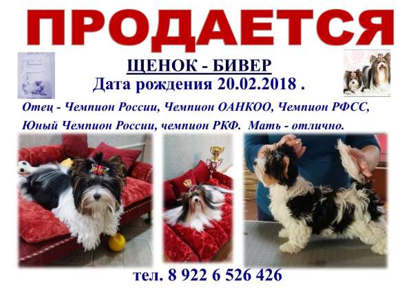 ЩЕНОК КОБЕЛЬ БИВЕР