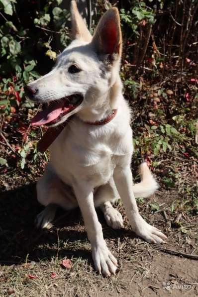 Собака в добрые руки в Саратове фото 14