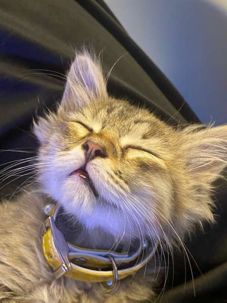 Отдам кошечку в добрые руки! в Махачкале фото 6