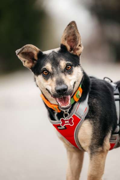 Маленькая собачка Дора в дар в Москве фото 4