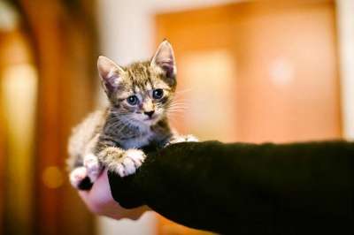 Отдам даром Очаровательные малыши ищут дом в Санкт-Петербурге фото 3