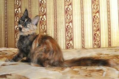 Кошечка мейн-кун шоу-класса из питомника в Томске фото 5