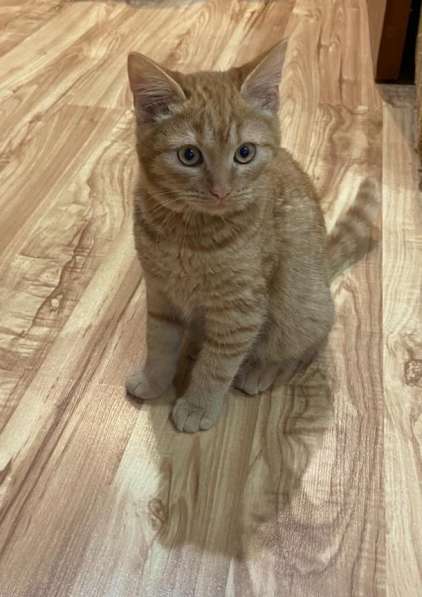 Котенок в Тимашевске фото 7