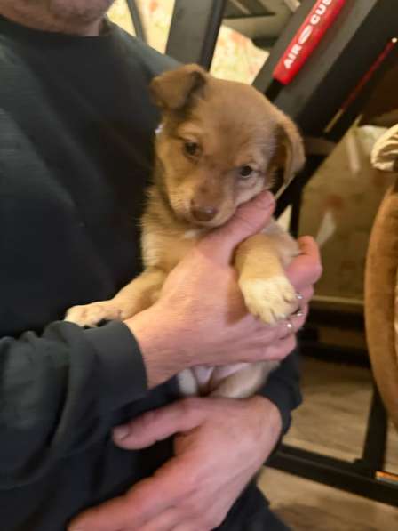 Отдаю в добрые руки, девочка мама тойтерьер в Москве