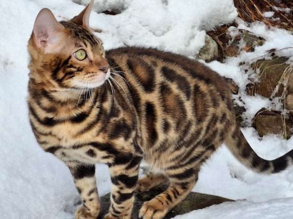 Котята бенгальские в Санкт-Петербурге фото 3