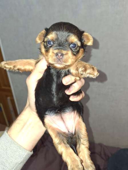 Чистокровные щенки Йоркширского Терьера в фото 3